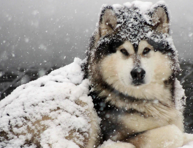 阿拉斯加雪橇犬