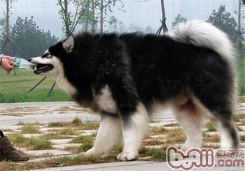 阿拉斯加雪橇犬