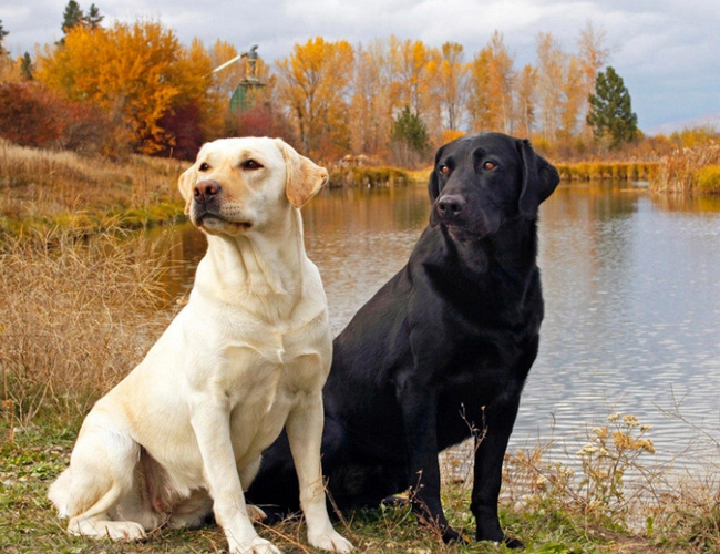 拉布拉多獵犬