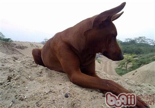 法老王獵犬
