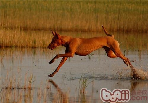 法老王獵犬