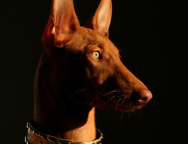 法老王獵犬