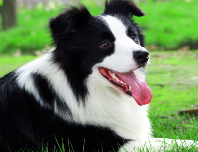 邊境牧羊犬