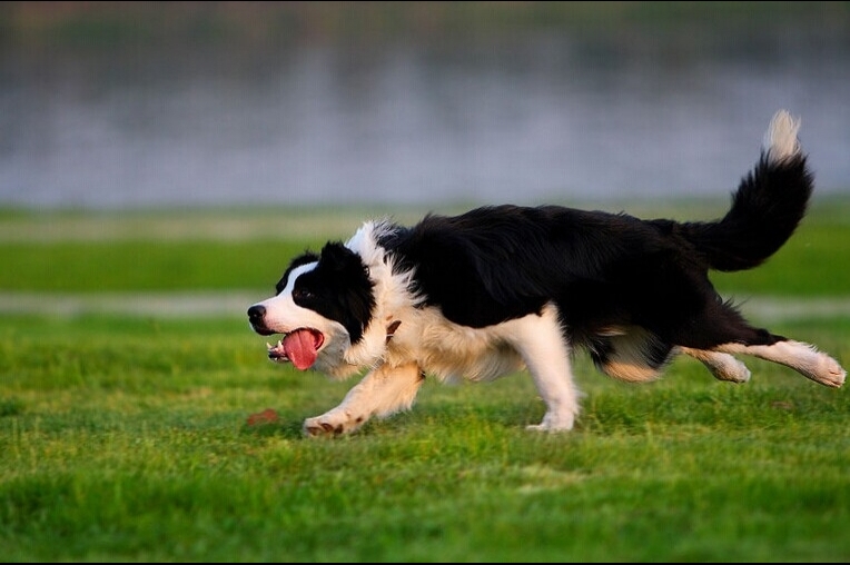 邊境牧羊犬