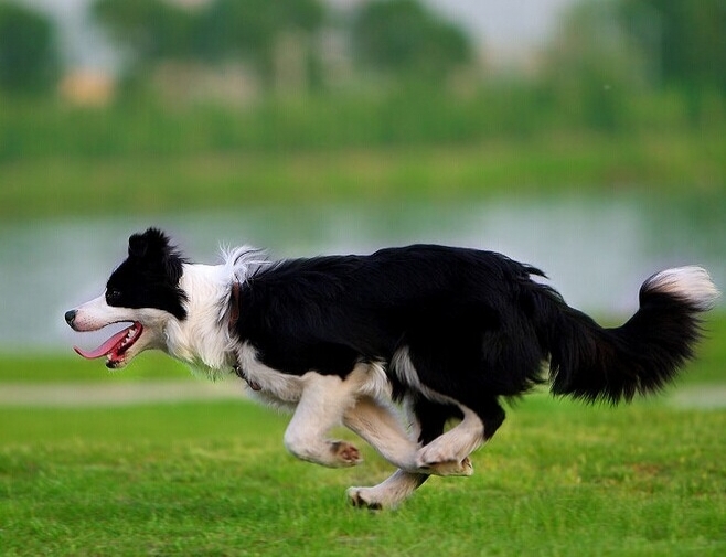 邊境牧羊犬