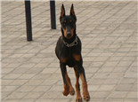 杜賓犬