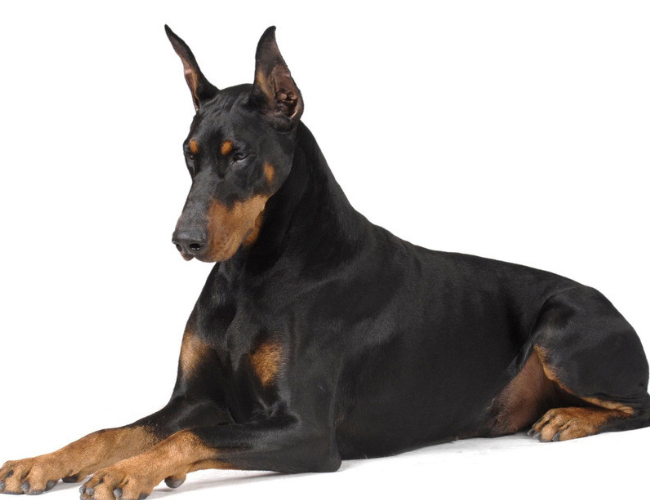 杜賓犬