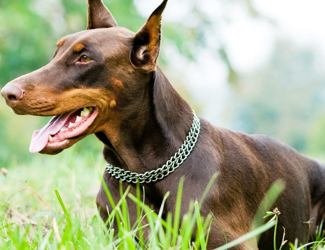 杜賓犬