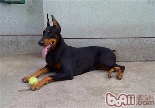 杜賓犬