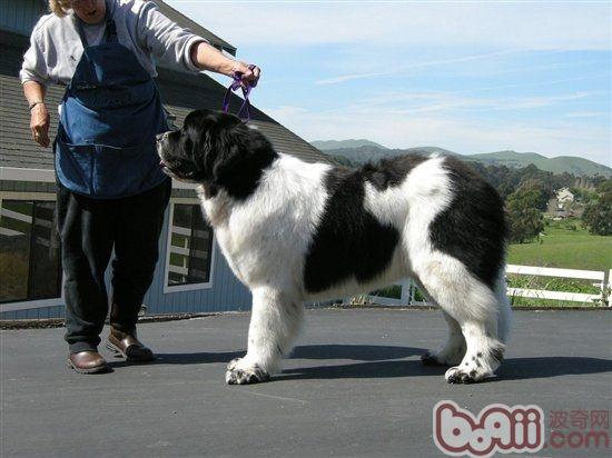 紐芬蘭犬