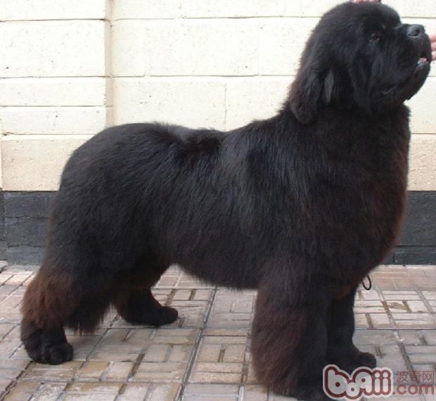 紐芬蘭犬