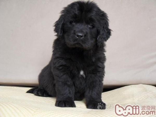 紐芬蘭犬