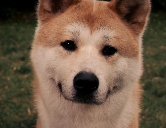 秋田犬