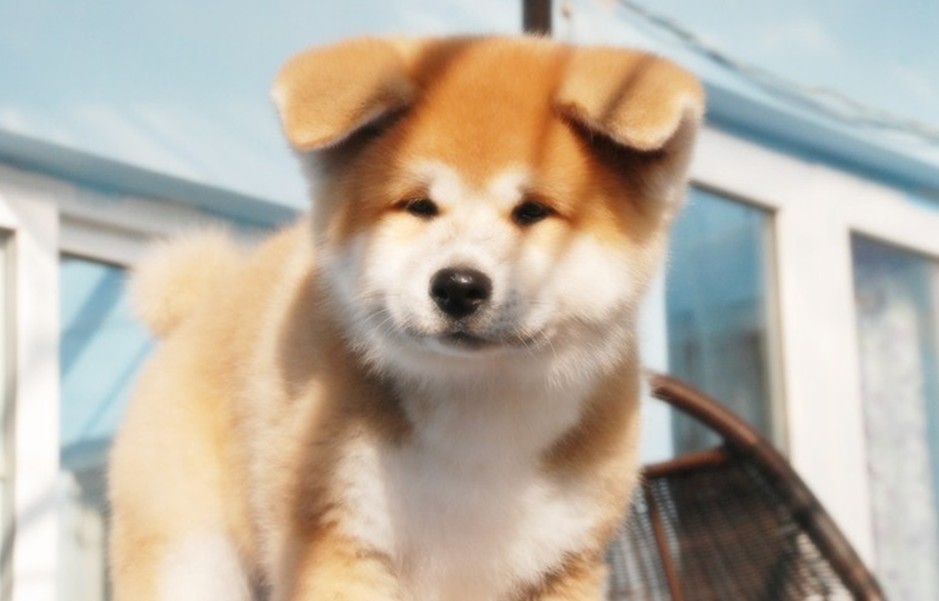 秋田犬