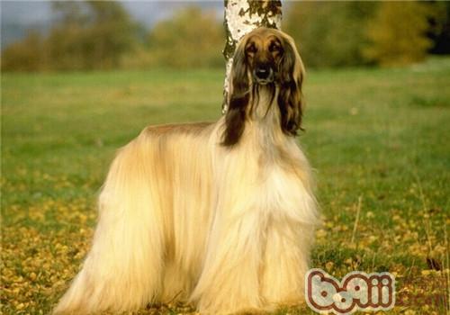阿富汗獵犬