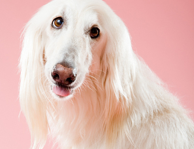 阿富汗獵犬