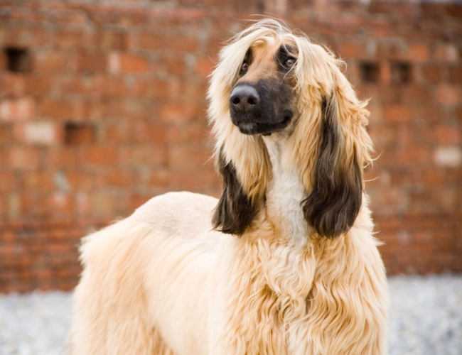 阿富汗獵犬