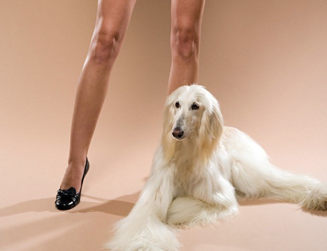 阿富汗獵犬
