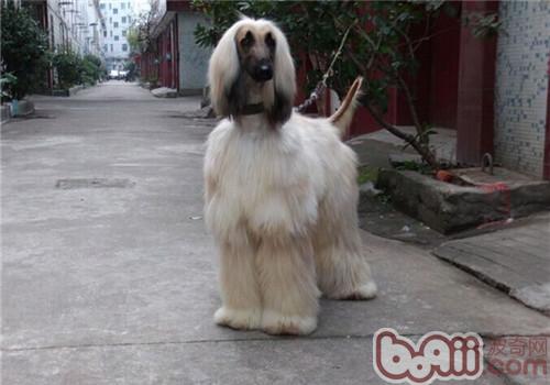 阿富汗獵犬