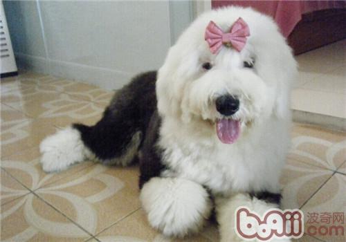 英國古代牧羊犬