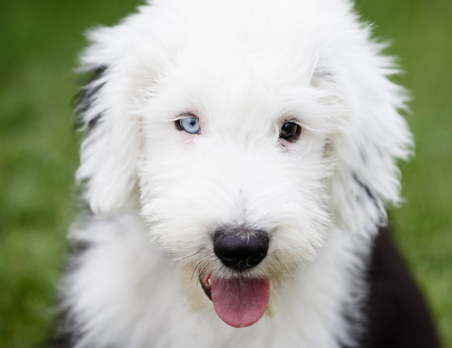 英國古代牧羊犬