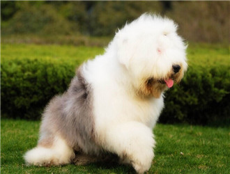 英國古代牧羊犬