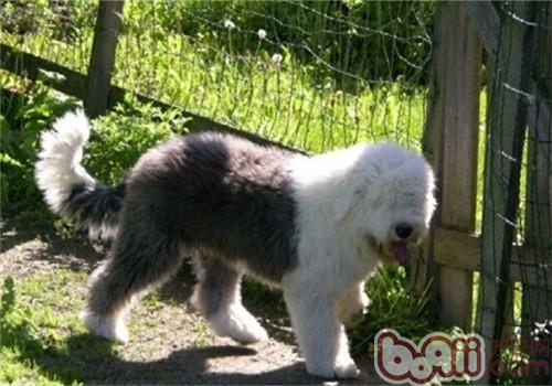 英國古代牧羊犬