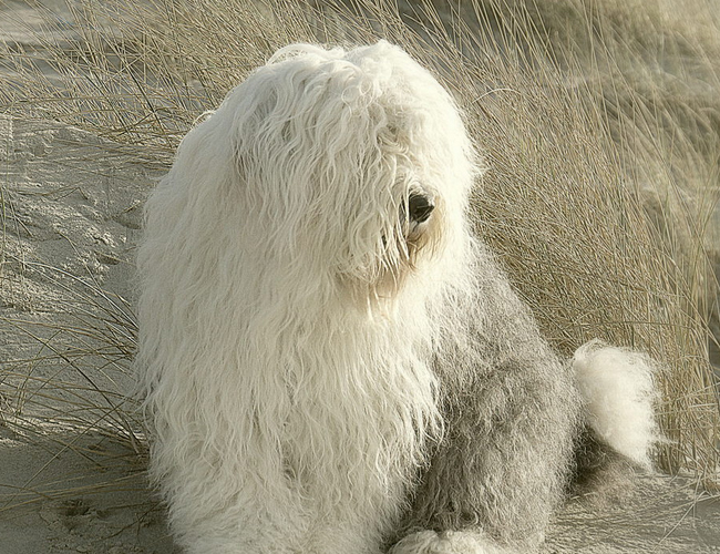 英國古代牧羊犬