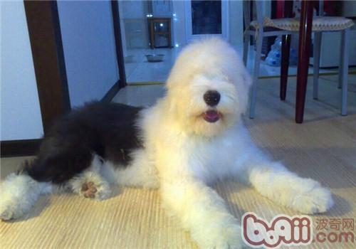英國古代牧羊犬