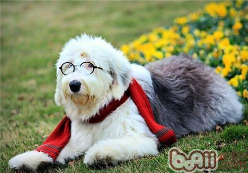 英國古代牧羊犬