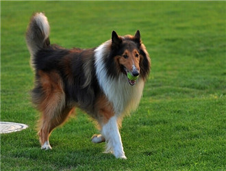 蘇格蘭牧羊犬