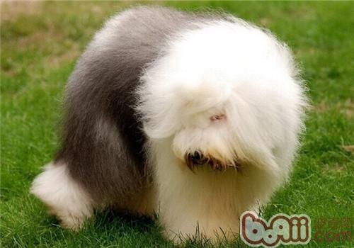 英國古代牧羊犬