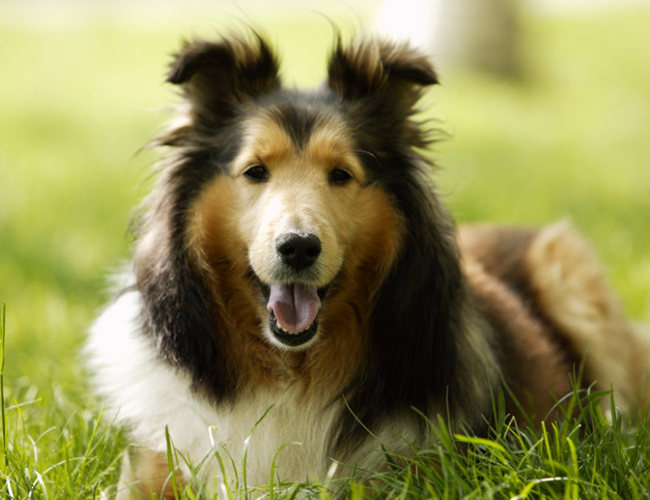 蘇格蘭牧羊犬