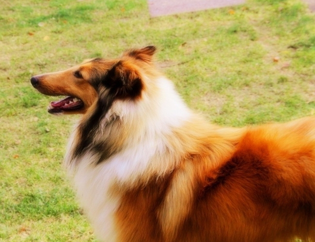 蘇格蘭牧羊犬