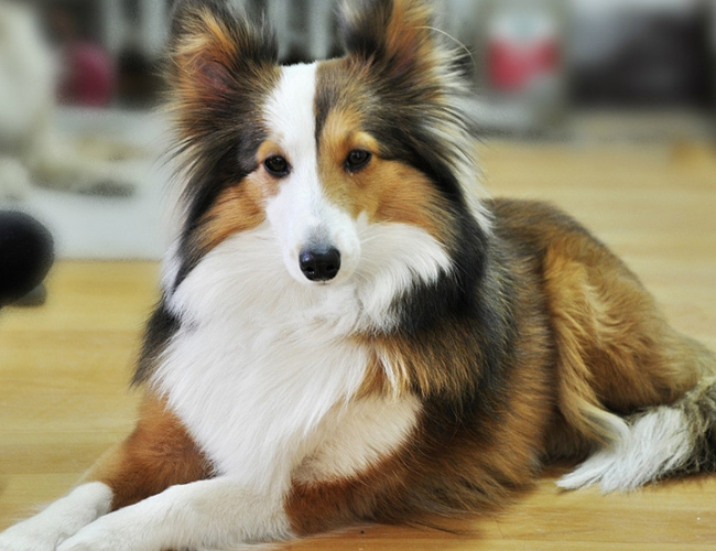 蘇格蘭牧羊犬