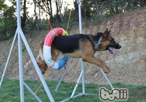 德國牧羊犬
