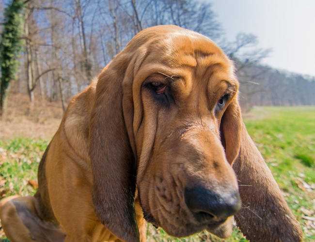 尋血獵犬