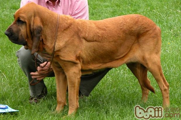 尋血獵犬