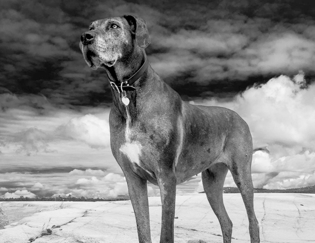 大丹犬