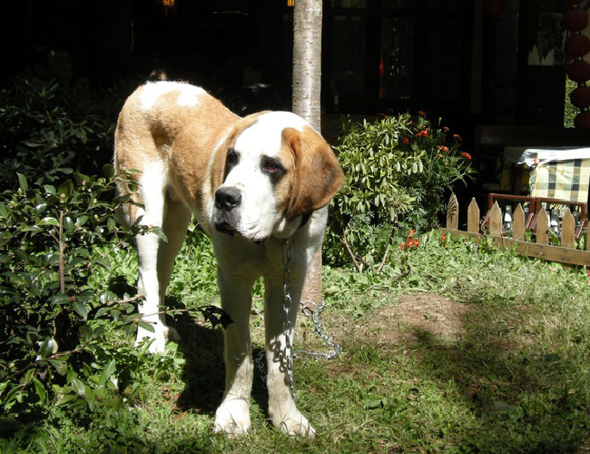 聖伯納犬