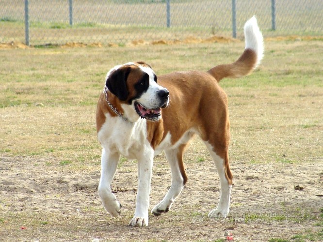 聖伯納犬