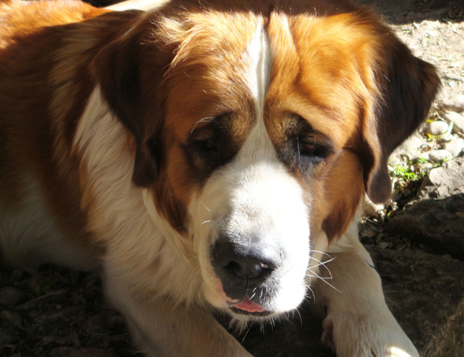 聖伯納犬