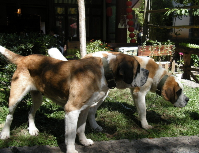 聖伯納犬