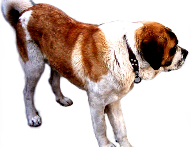 聖伯納犬