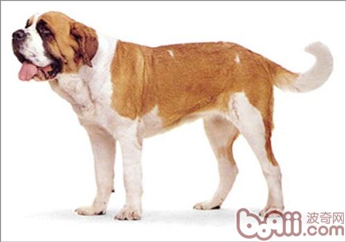 聖伯納犬