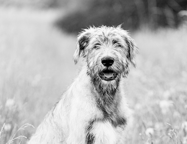 愛爾蘭獵狼犬