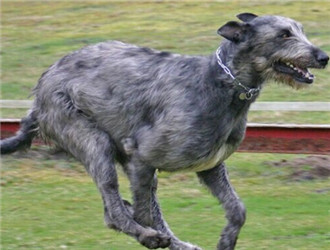 愛爾蘭獵狼犬