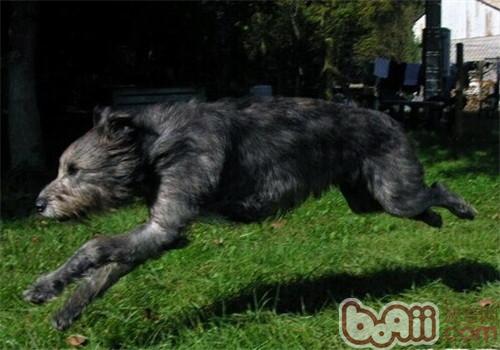 愛爾蘭獵狼犬