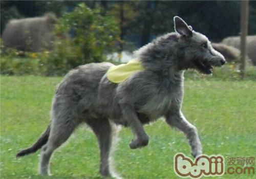 愛爾蘭獵狼犬