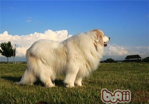 大白熊犬